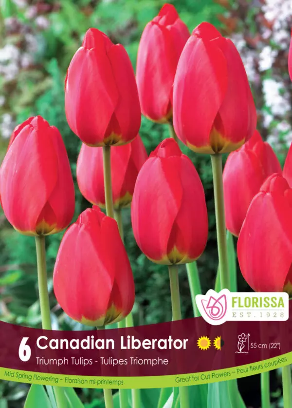 Tulips - Canadian Liberator