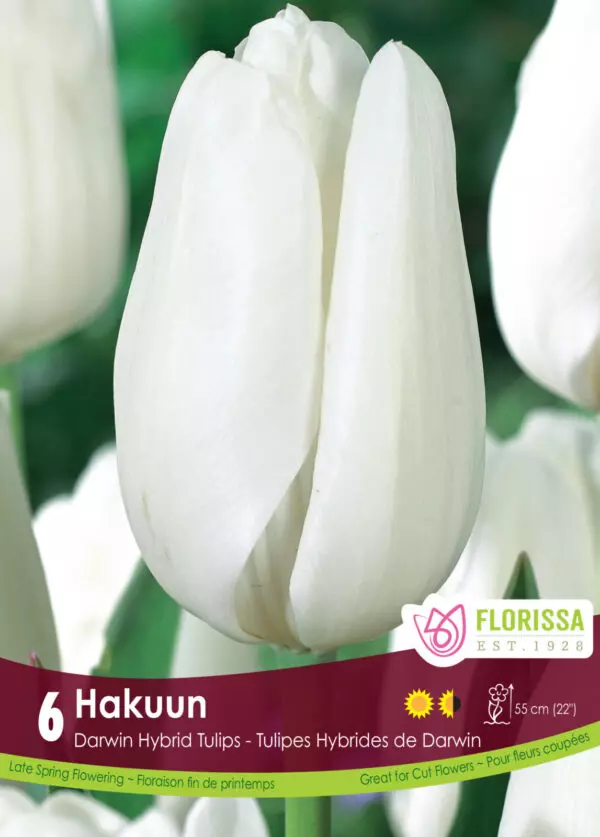 Tulips - Hakuun