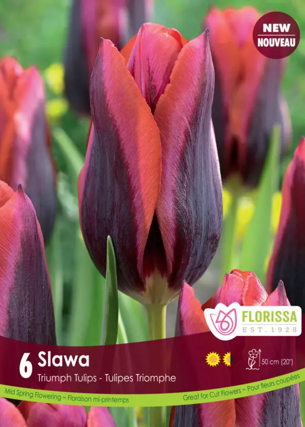 Tulips - Slawa