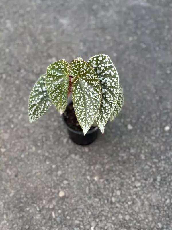 Begonia 'Polka Dot'