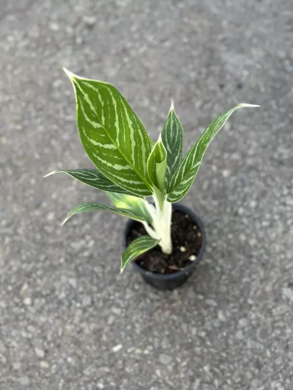 Aglaonema 'White Stem'  (Chinese Evergreen)