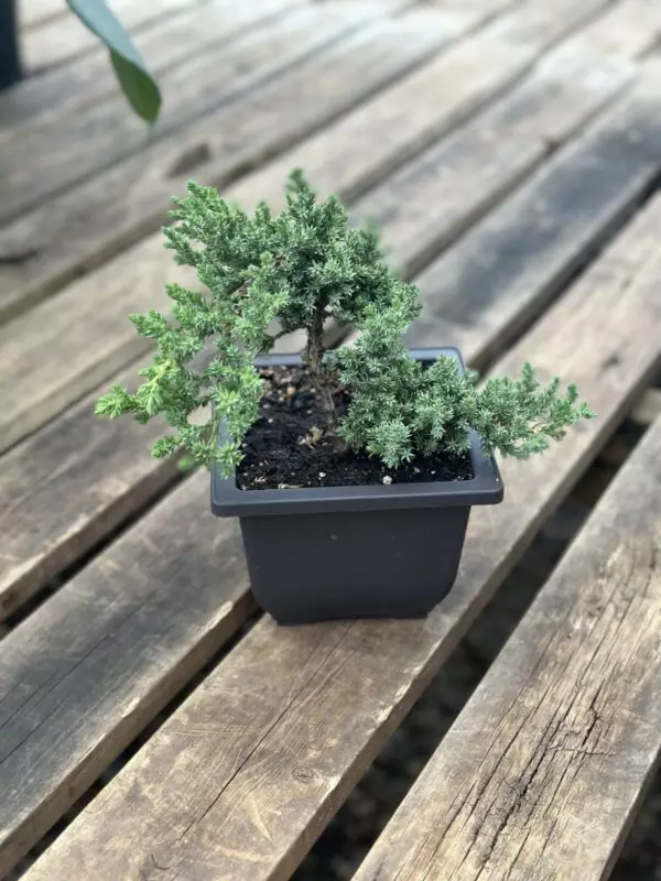 Juniper Bonsai Tree  - Tropicals & Houseplants