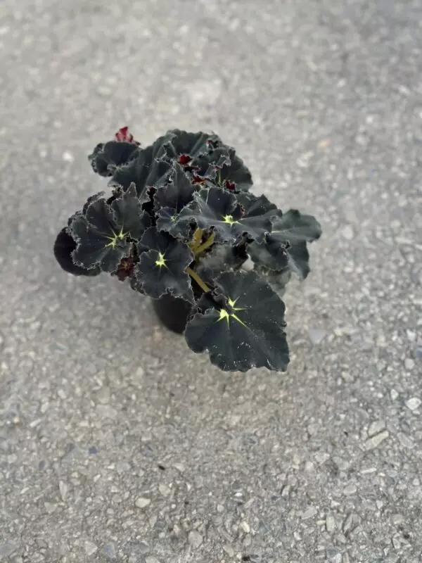 Begonia Rex 'Black Mamba'
