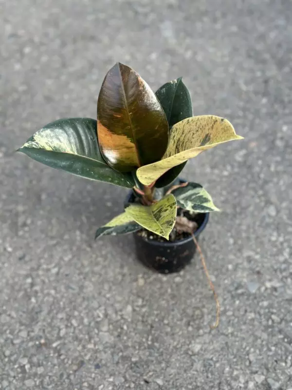 Ficus 'Shivereana'