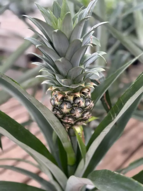 Pineapple Plant (Ananas Comosus) - Tropicals & Houseplants