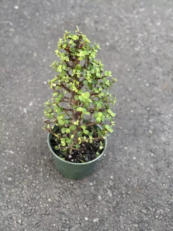 Jade Bonsai 'Christmas Tree'