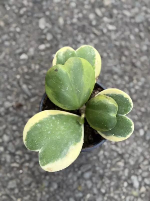 Hoya Kerrii Albo Variegated