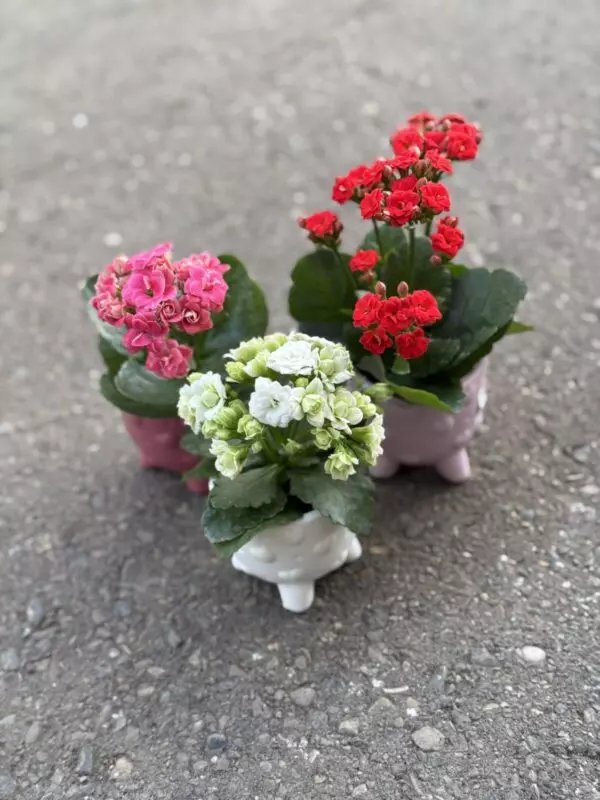 Cutie Kalanchoes