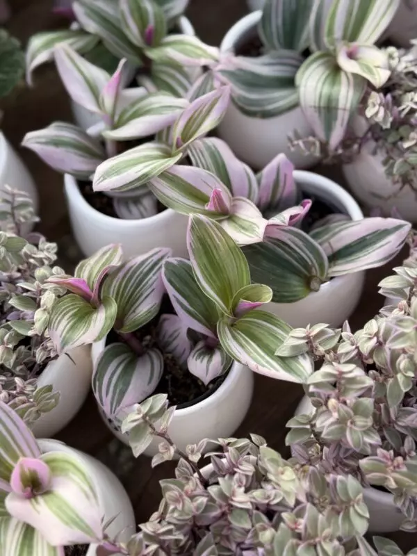 Potted Purple Cuties