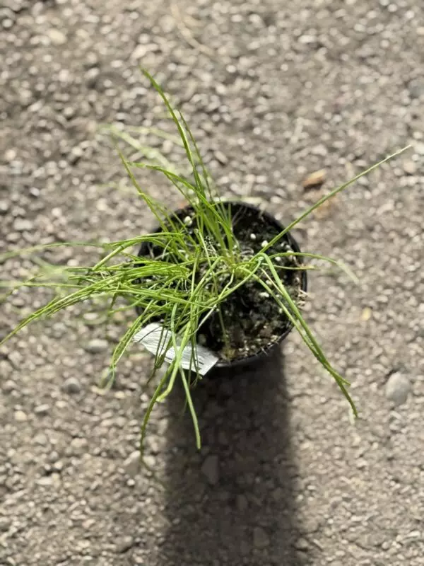 Chives - Culinary Herbs