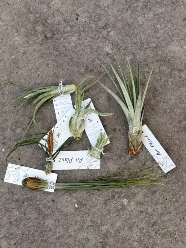 Assorted Medium Airplants