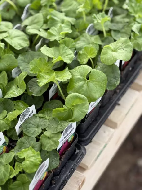 Starter Geraniums (2.5" pots)