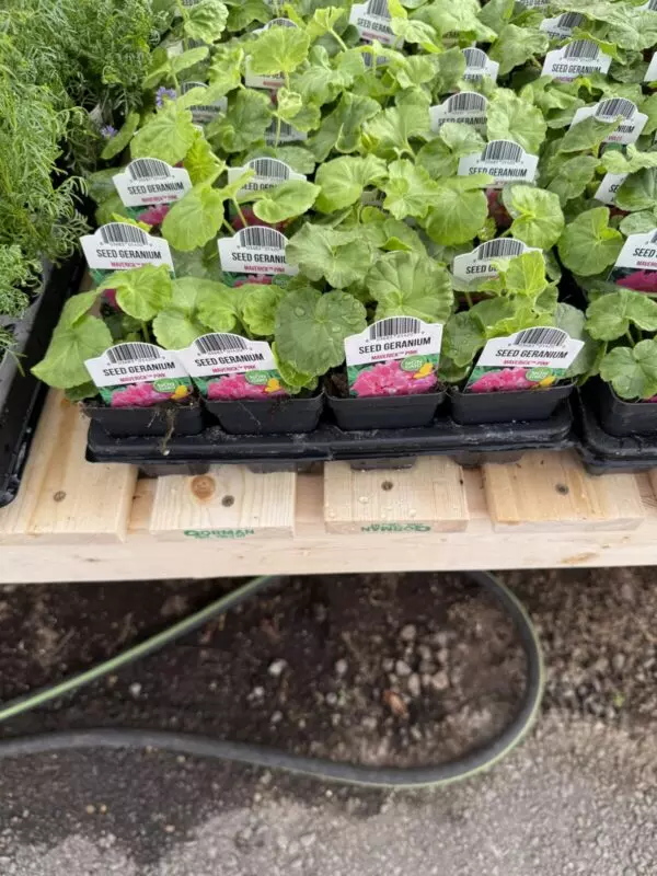 Starter Geraniums (2.5" pots) - Image 2