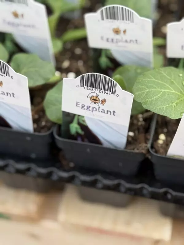Starter Veggies (2.5" pots) - Image 2