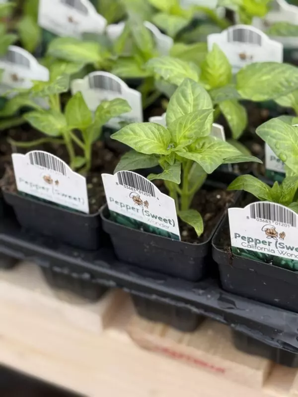 Starter Veggies (2.5" pots)