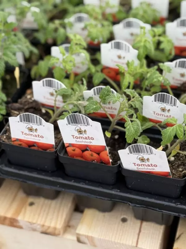 Starter Veggies (2.5" pots) - Image 3
