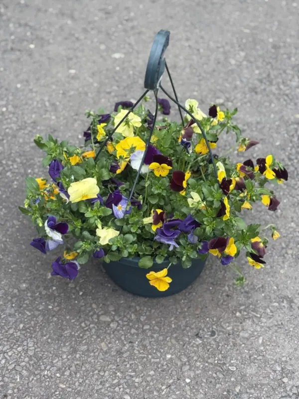 Large Assorted Pansy Hangers - Mixed Colours