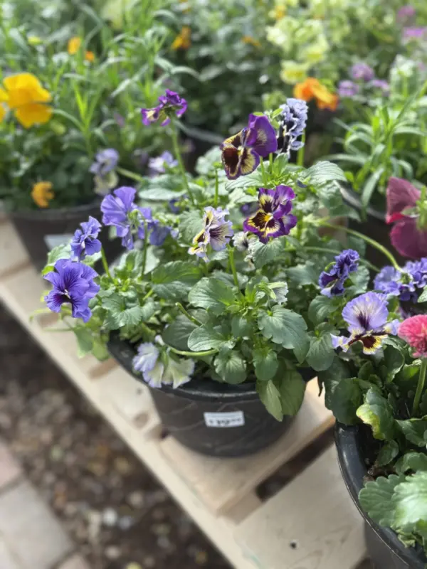 Assorted Pansy Planters - Mixed Colours - Image 2