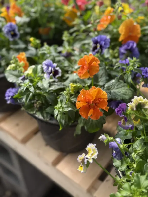 Assorted Pansy Planters - Mixed Colours