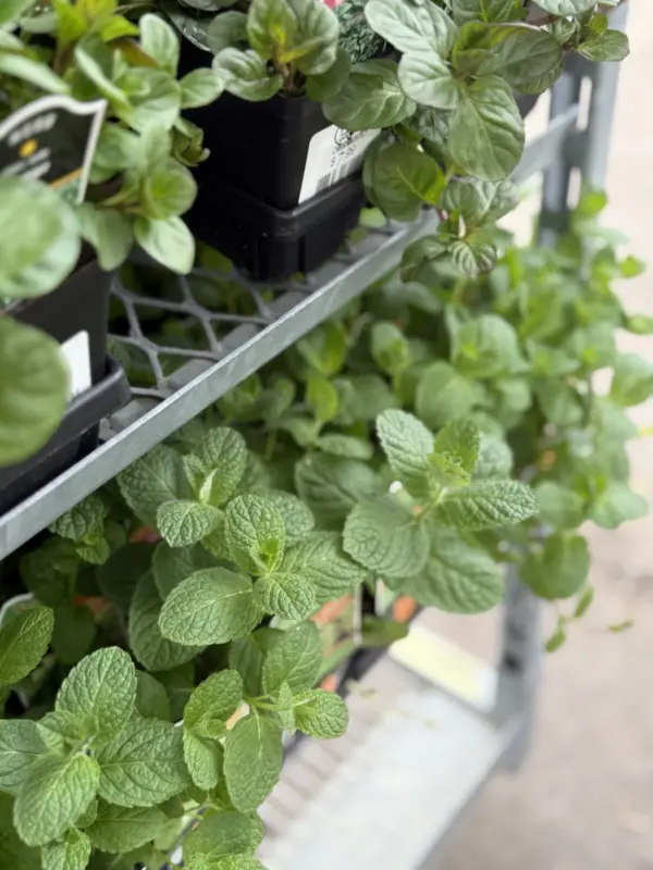 Assorted Mint Plants - Culinary Herbs