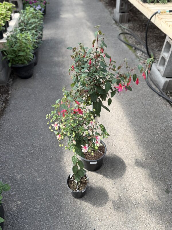 Topiary Fuchsia