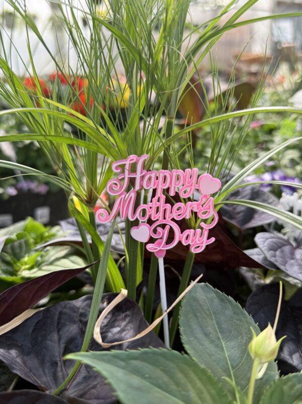 Mother's Day Patio Planters - Sun Loving Mix - Image 3