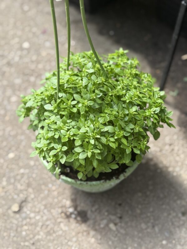 Greek Basil Hanging Basket