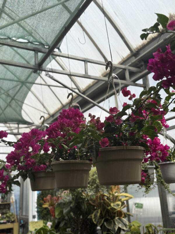 Large Bougainvillea Hanging Basket