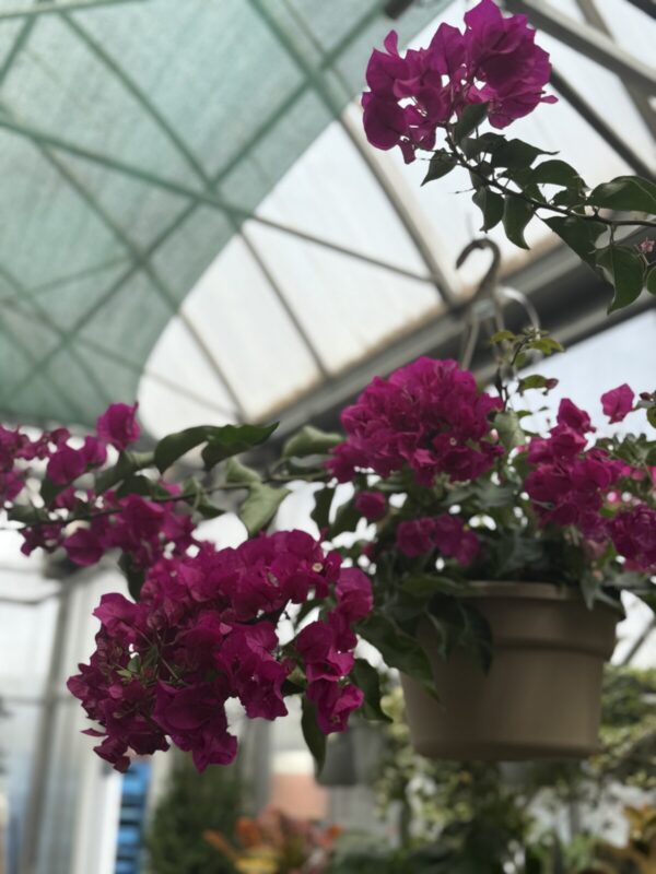 Large Bougainvillea Hanging Basket - Image 2