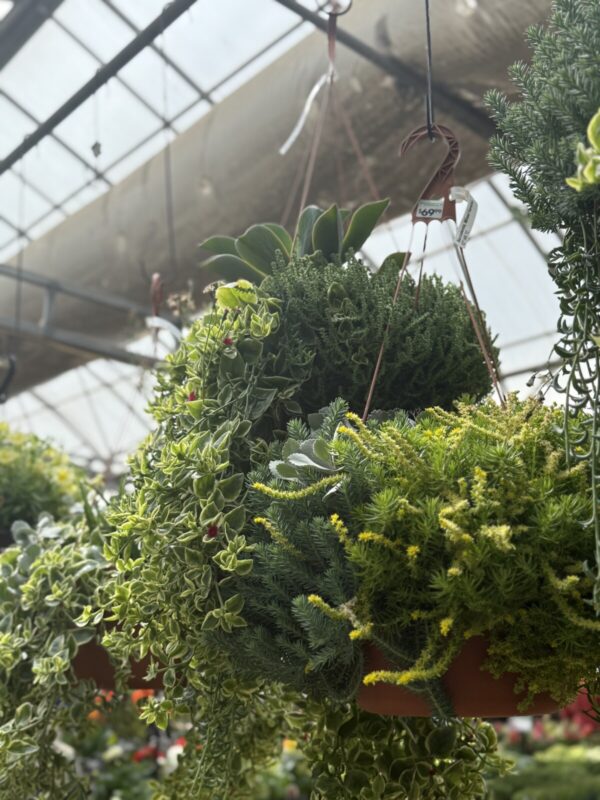 Deluxe Succulent Hanging Basket - Image 2