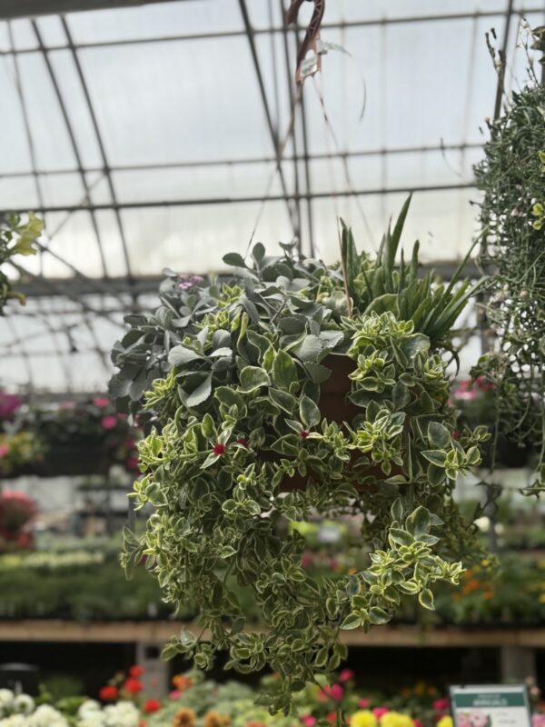 Deluxe Succulent Hanging Basket