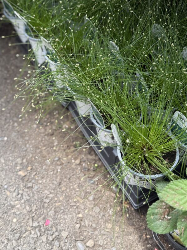 Fiber Optic Ornamental Grass