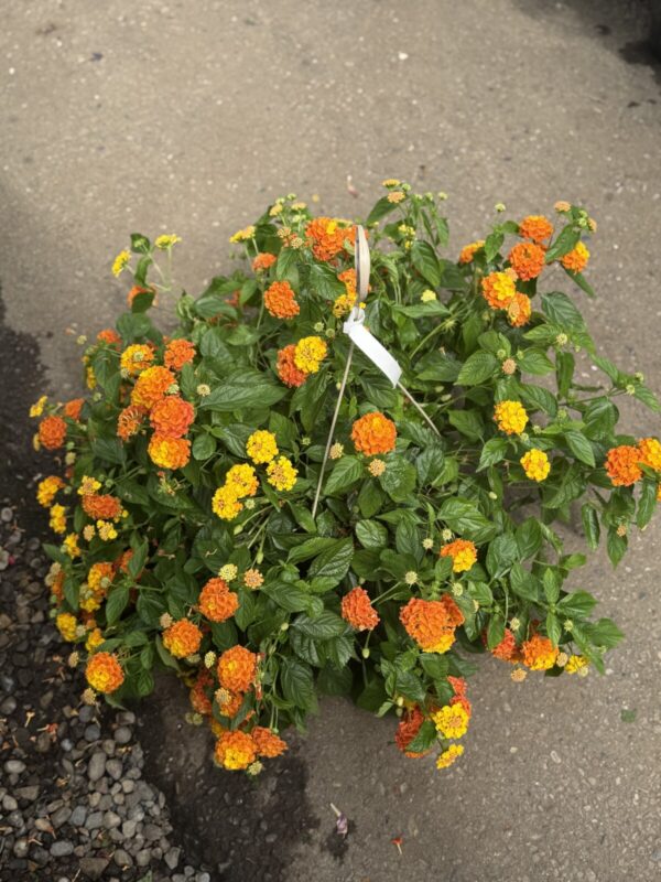 Lantana Hanging Basket