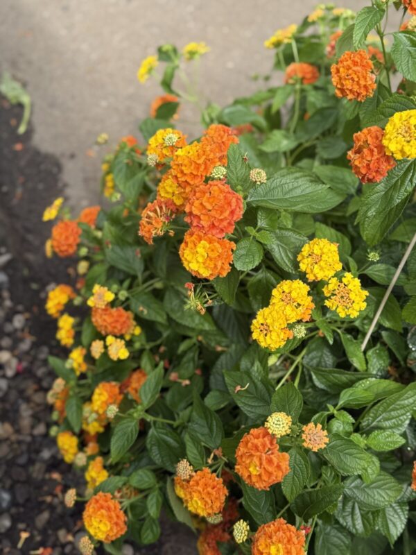 Lantana Hanging Basket - Image 2