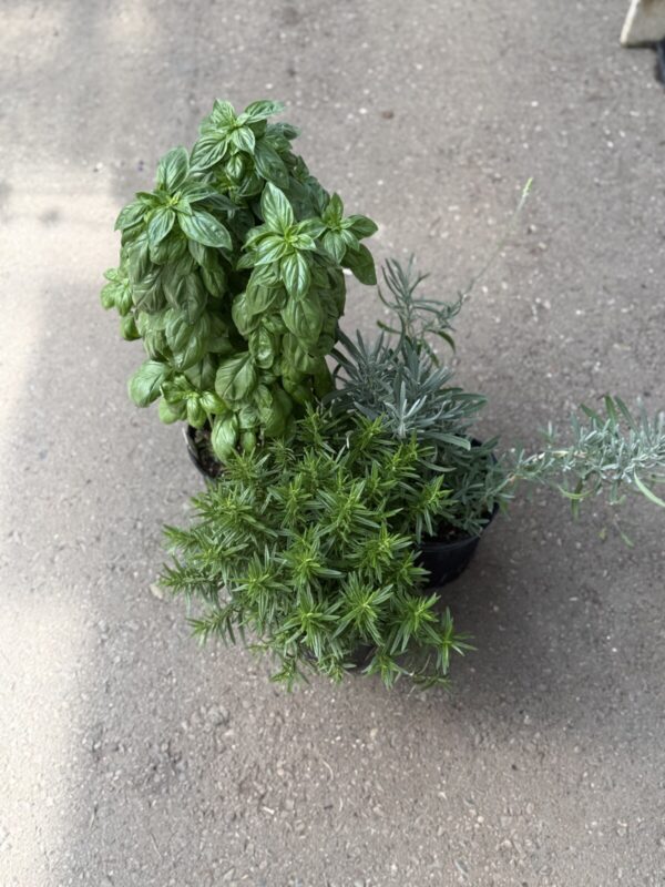 Extra Large Herb Varieties