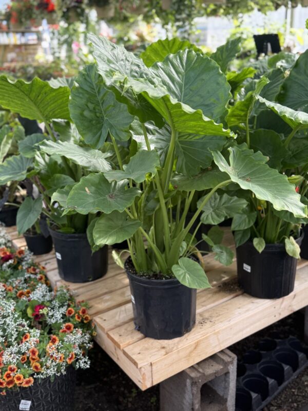 Alocasia 'Regal Shield'