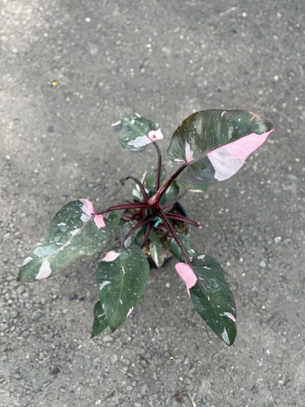 Philodendron 'Pink Princess'