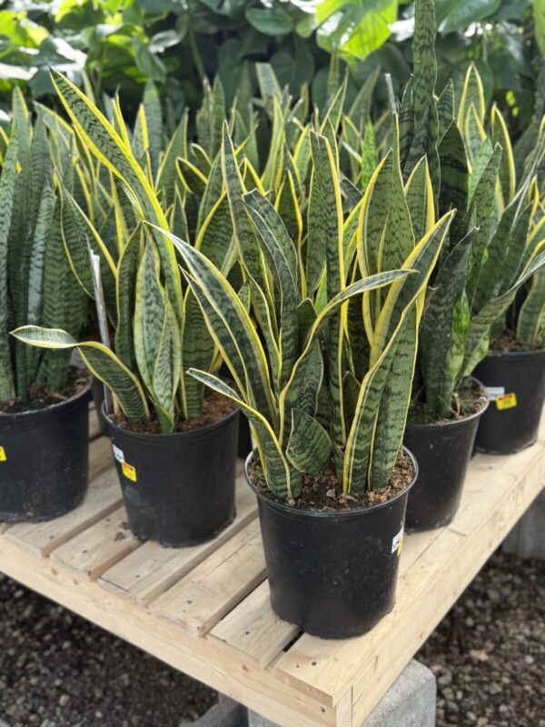 Sansevieria Laurentii - Tropicals & Houseplants